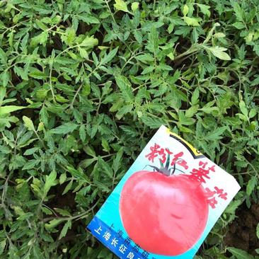 粉红西红柿苗，合作上海906