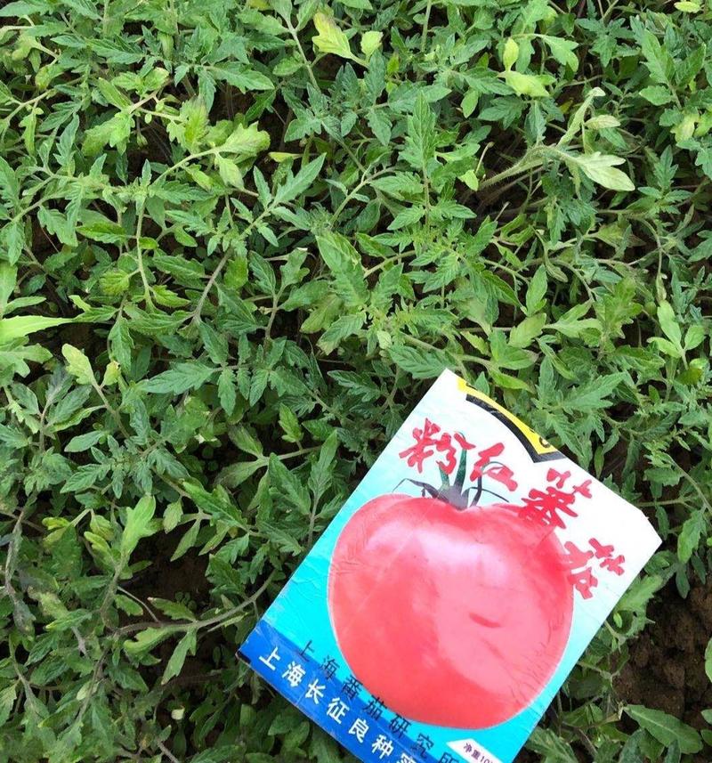 粉红西红柿苗，合作上海906