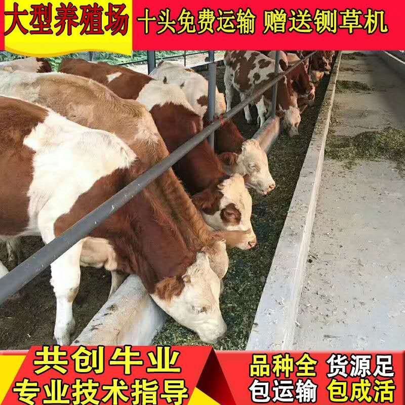 架子牛惠民补贴1000元/头包运输包成活