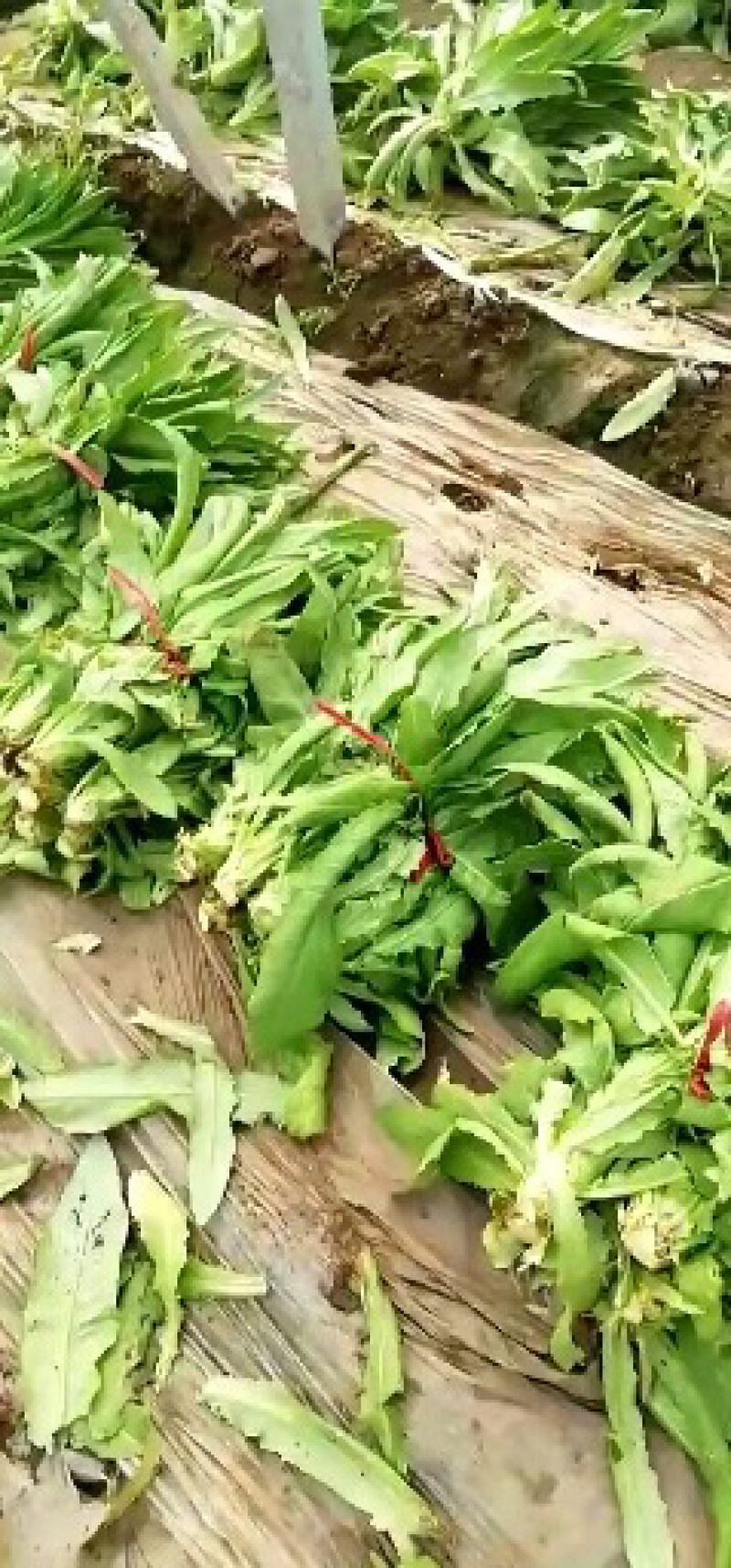 三青皮莴苣