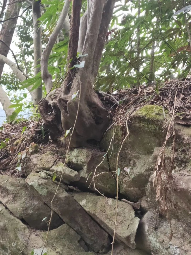 映山红,杜鹃老树桩，国旗红，紫色，白色，黄色，