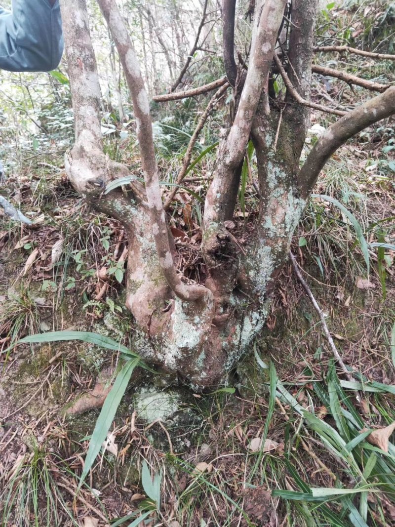 映山红,杜鹃老树桩，国旗红，紫色，白色，黄色，