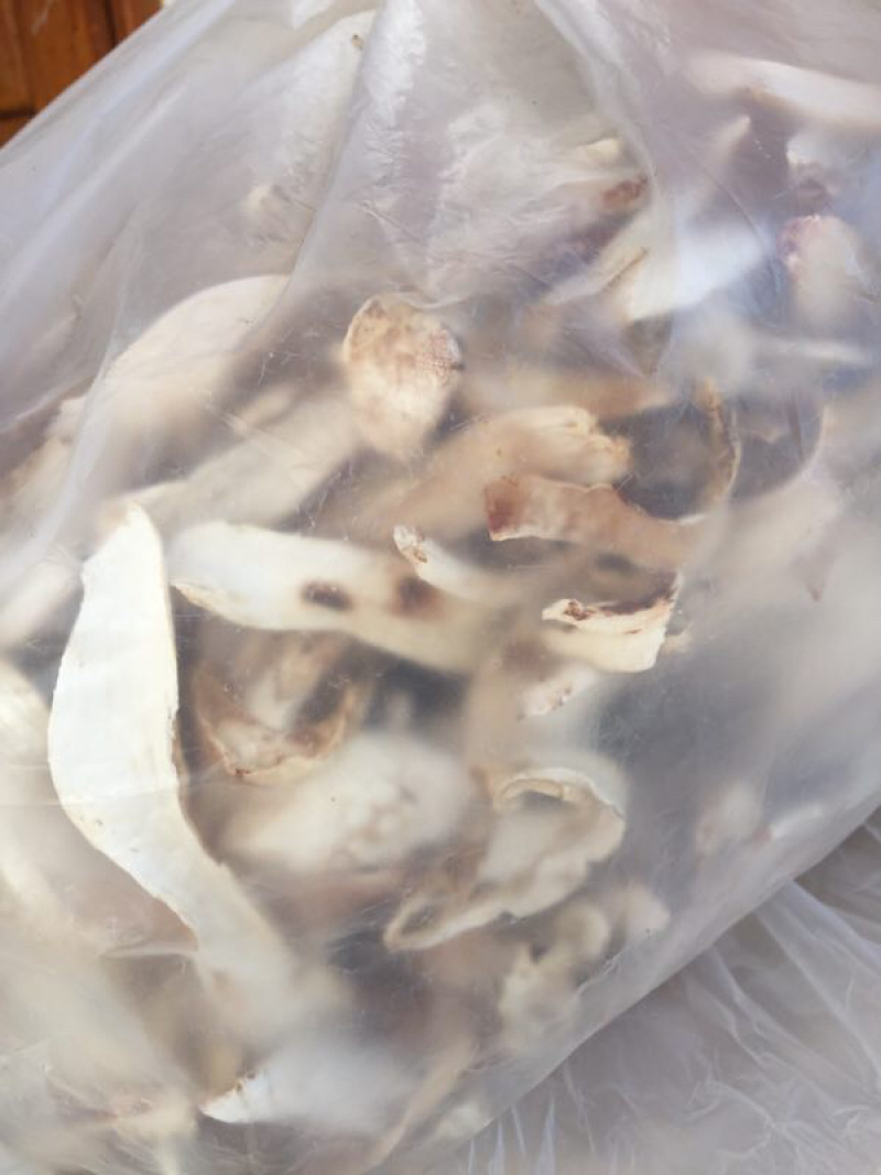 松茸白片