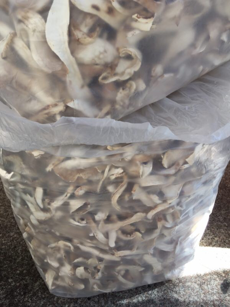 松茸白片