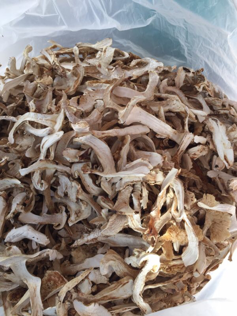 松茸白片