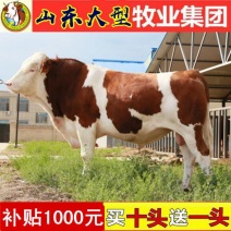 肉牛苗黄牛犊黄牛苗西门塔尔牛犊每头补贴1000元