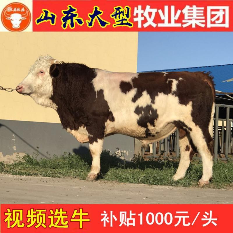 肉牛苗黄牛犊黄牛苗西门塔尔牛犊每头补贴1000元
