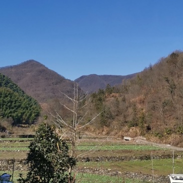 有林地林场出租