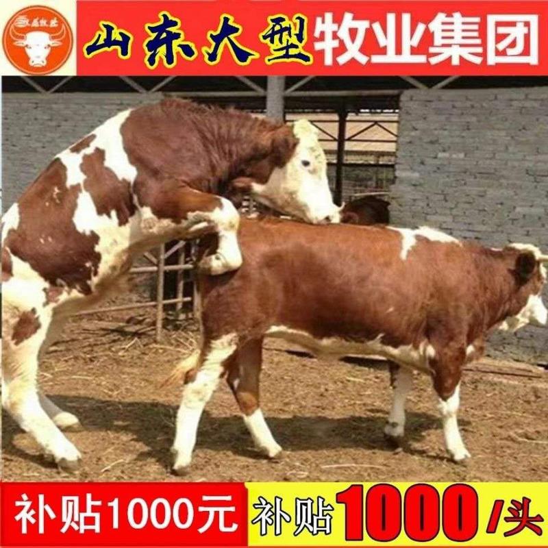 鲁西黄牛犊牛犊养殖牛犊出售免费送货货到付款