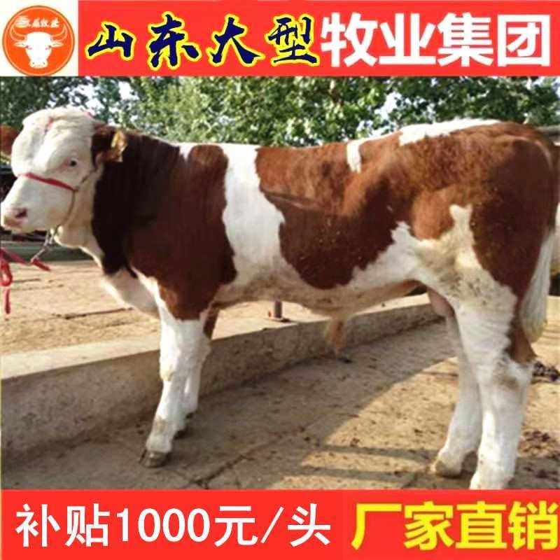 育肥牛犊买十头送一头，每头赠送补贴1000元