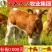 育肥牛犊买十头送一头，每头赠送补贴1000元