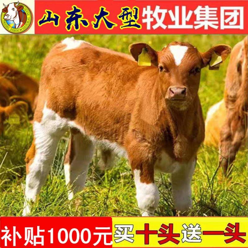 育肥牛犊买十头送一头，每头赠送补贴1000元