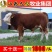 育肥牛犊买十头送一头，每头赠送补贴1000元