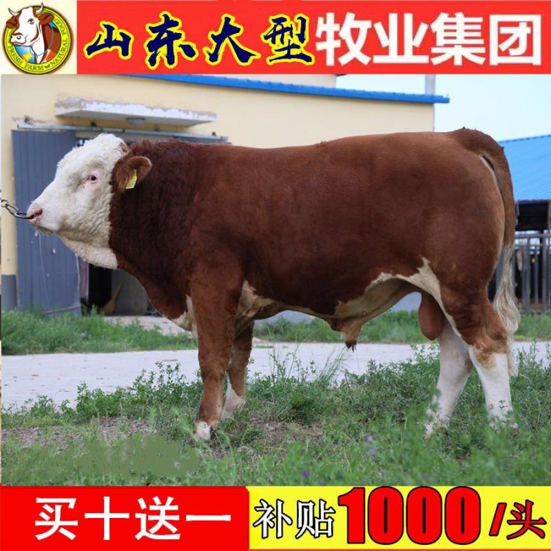 育肥牛犊买十头送一头，每头赠送补贴1000元