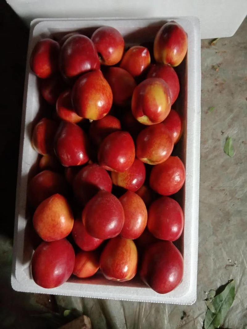 冠县油桃中油5号优质油桃批发，量大从优，诚信经营。