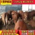 利木赞牛犊买十头送一头免费送货货到付款报销路费