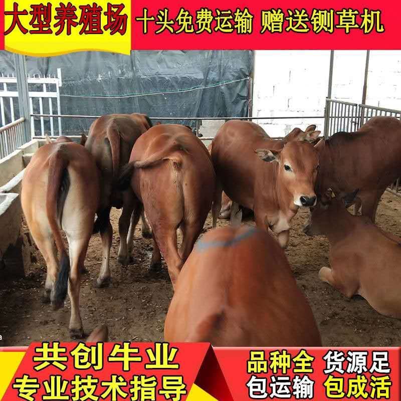 利木赞牛犊买十头送一头免费送货货到付款报销路费