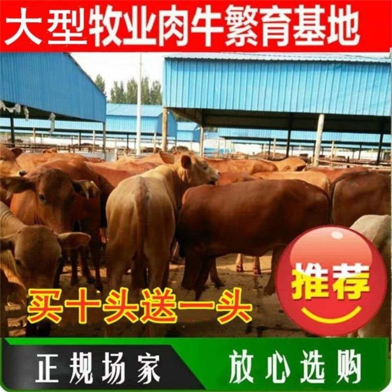 利木赞牛犊买十头送一头免费送货货到付款报销路费