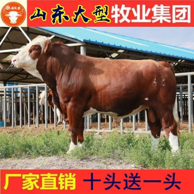 利木赞牛犊买十头送一头免费送货货到付款报销路费