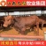 利木赞牛犊买十头送一头免费送货货到付款报销路费