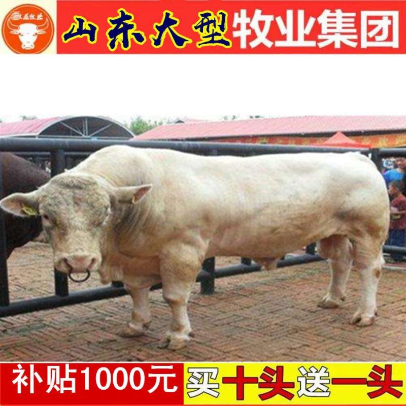西门塔尔牛苗肉牛苗三元杂交牛苗黄牛苗货到付款