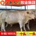 西门塔尔牛苗肉牛苗三元杂交牛苗黄牛苗货到付款