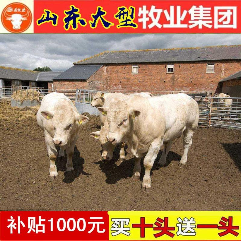 西门塔尔牛苗肉牛苗三元杂交牛苗黄牛苗货到付款