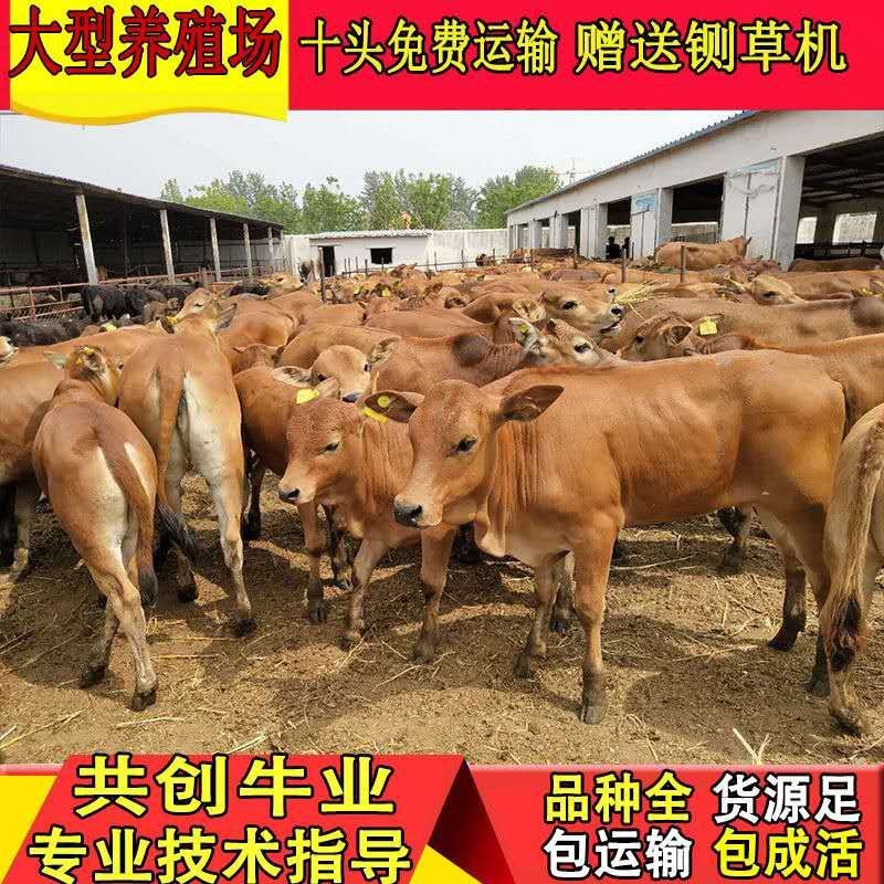 黄牛犊改良牛犊肉牛苗技术员驻场指导养殖鲁西黄牛