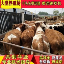 黄牛犊改良牛犊肉牛苗技术员驻场指导养殖鲁西黄牛