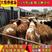 黄牛犊改良牛犊肉牛苗技术员驻场指导养殖鲁西黄牛