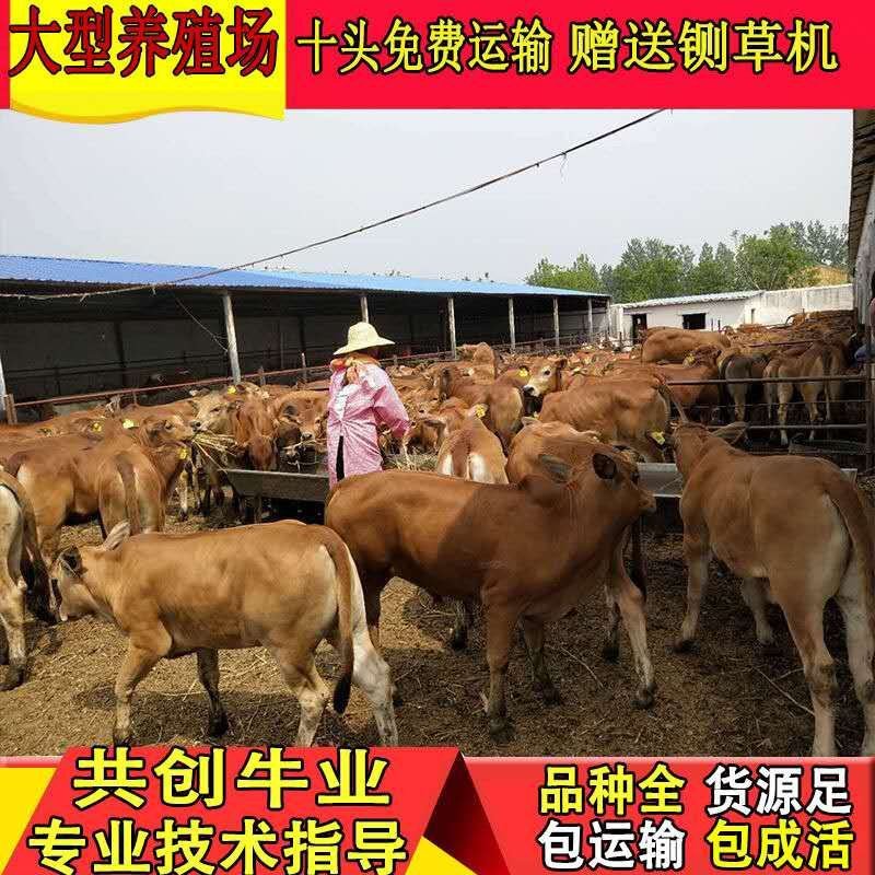 黄牛犊改良牛犊肉牛苗技术员驻场指导养殖鲁西黄牛