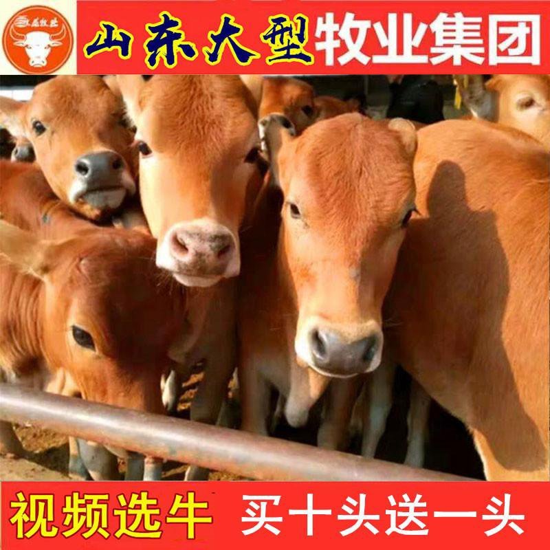 鲁西黄牛种牛南阳黄牛种牛惠民补贴2000元包活包送