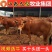 鲁西黄牛种牛南阳黄牛种牛惠民补贴2000元包活包送