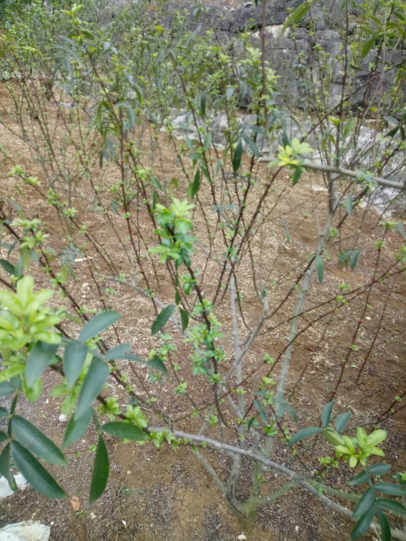 干花椒，鲜花椒，青花椒，花椒苗