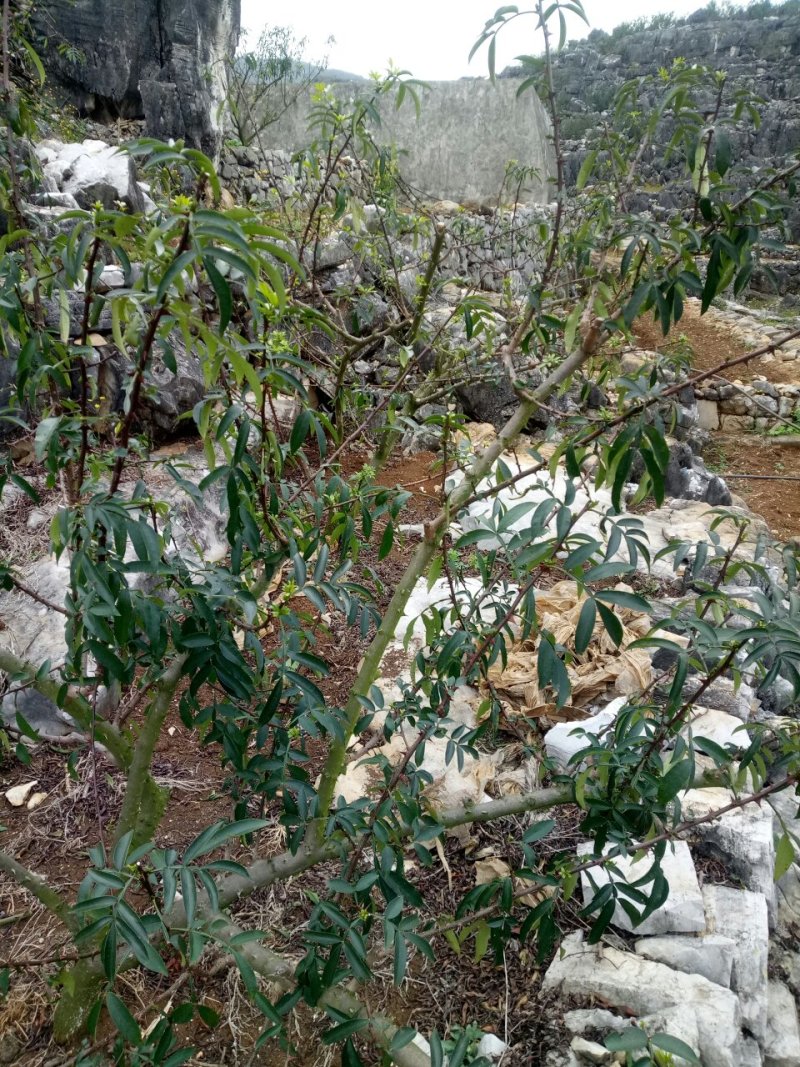 干花椒，鲜花椒，青花椒，花椒苗