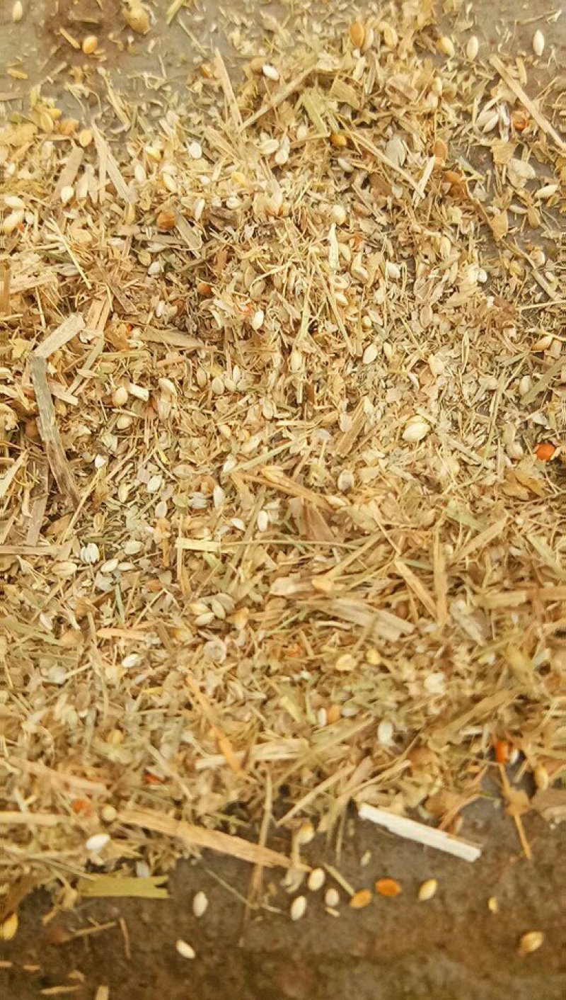 高粱下脚料含粮食百分70