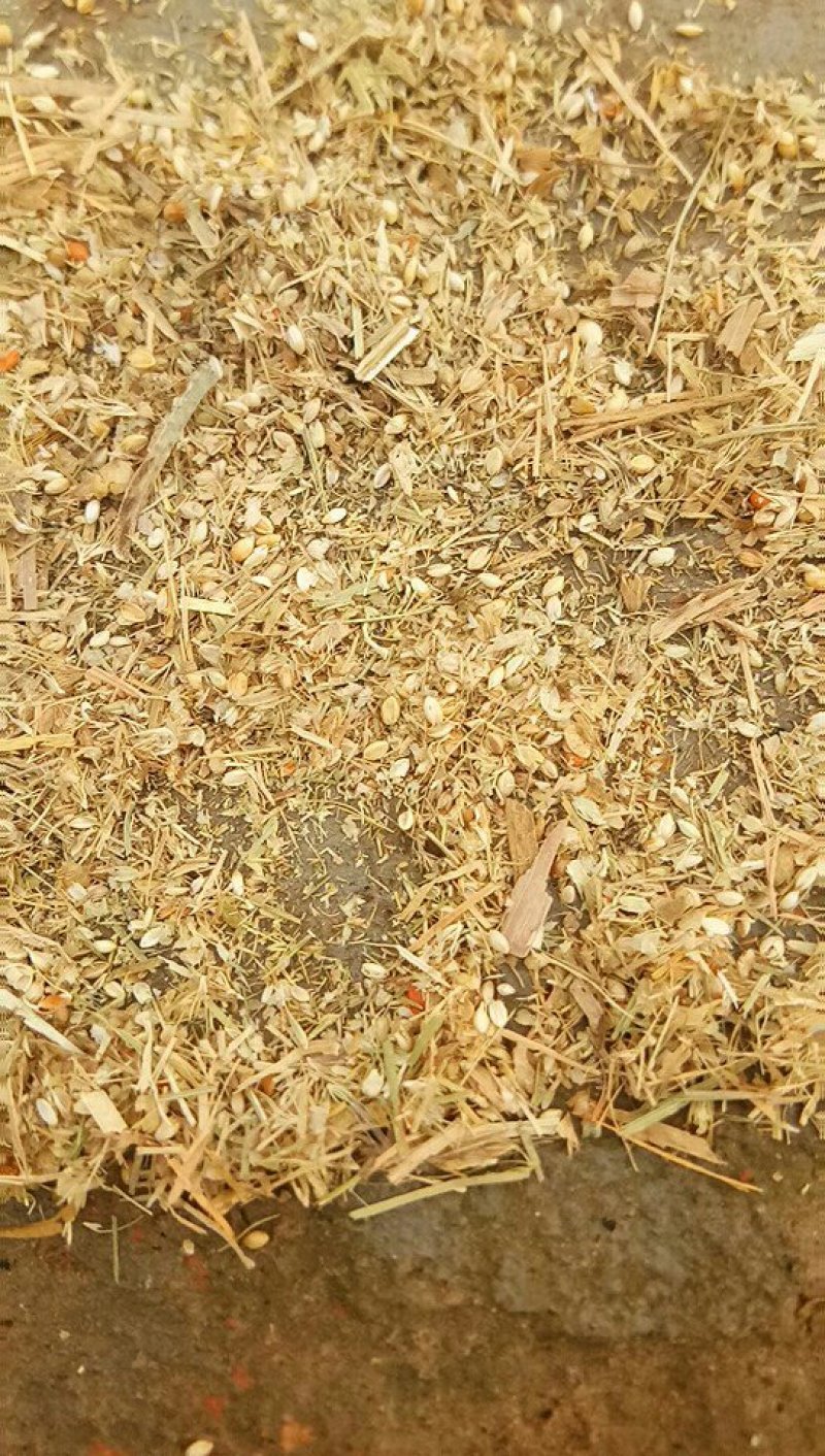 高粱下脚料含粮食百分70