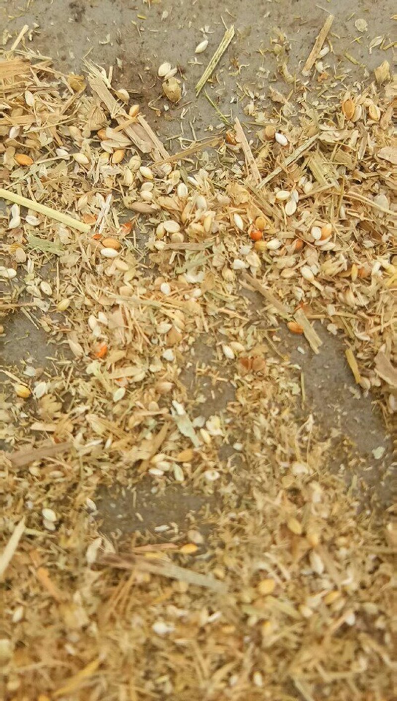 高粱下脚料含粮食百分70