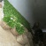酸柚小苗，酸柚小苗，柚子小苗