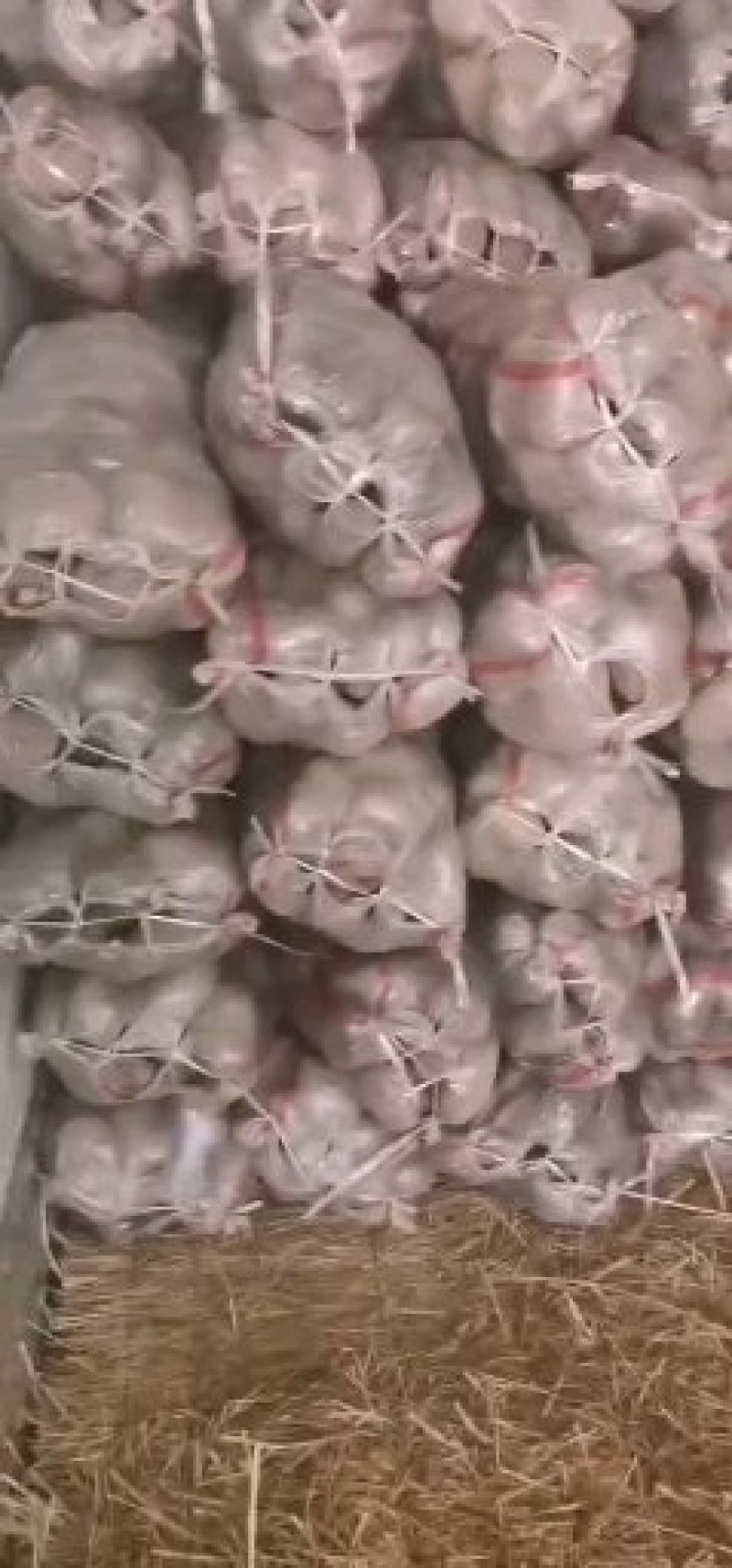 【伟东菜业】青九土豆诚信代办价格实惠可视频看货