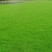 高羊茅草种，进口高羊茅，净籽90%以上