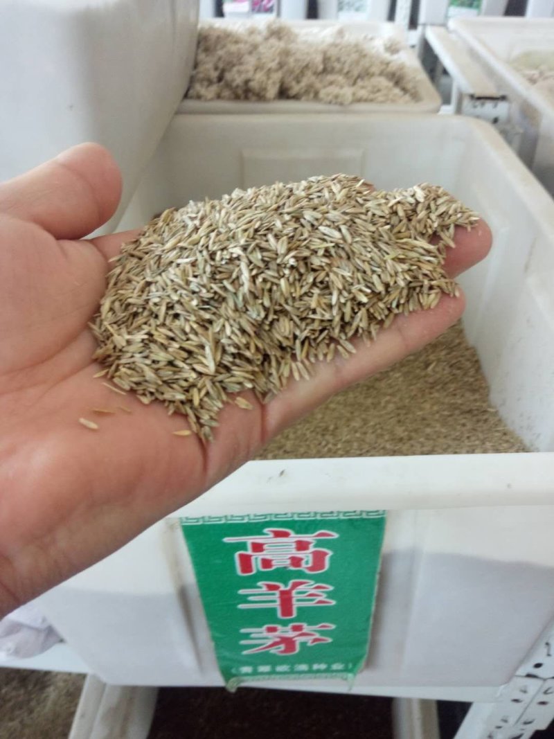 高羊茅草种，进口高羊茅，净籽90%以上