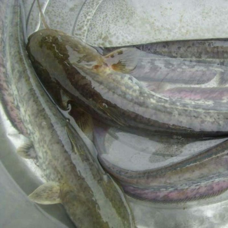 大口鲶鱼苗河鲶鱼苗鲶鱼苗大口鲶六须鲶胡子鲶淡水