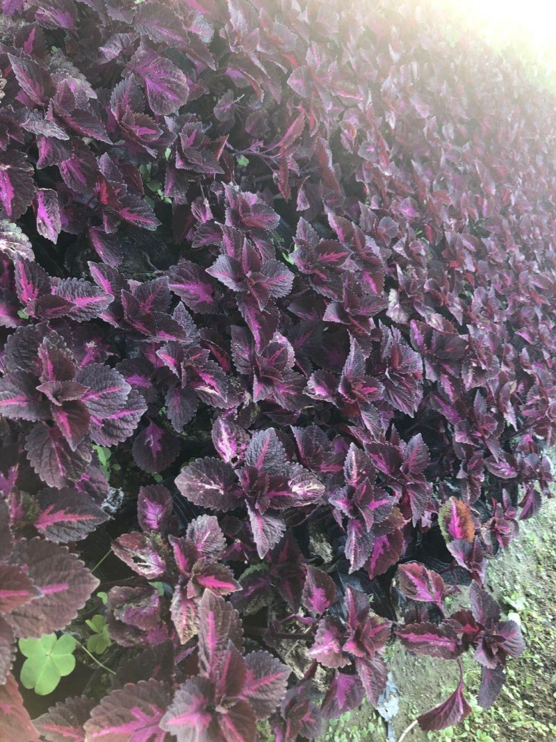 供应大量彩叶草