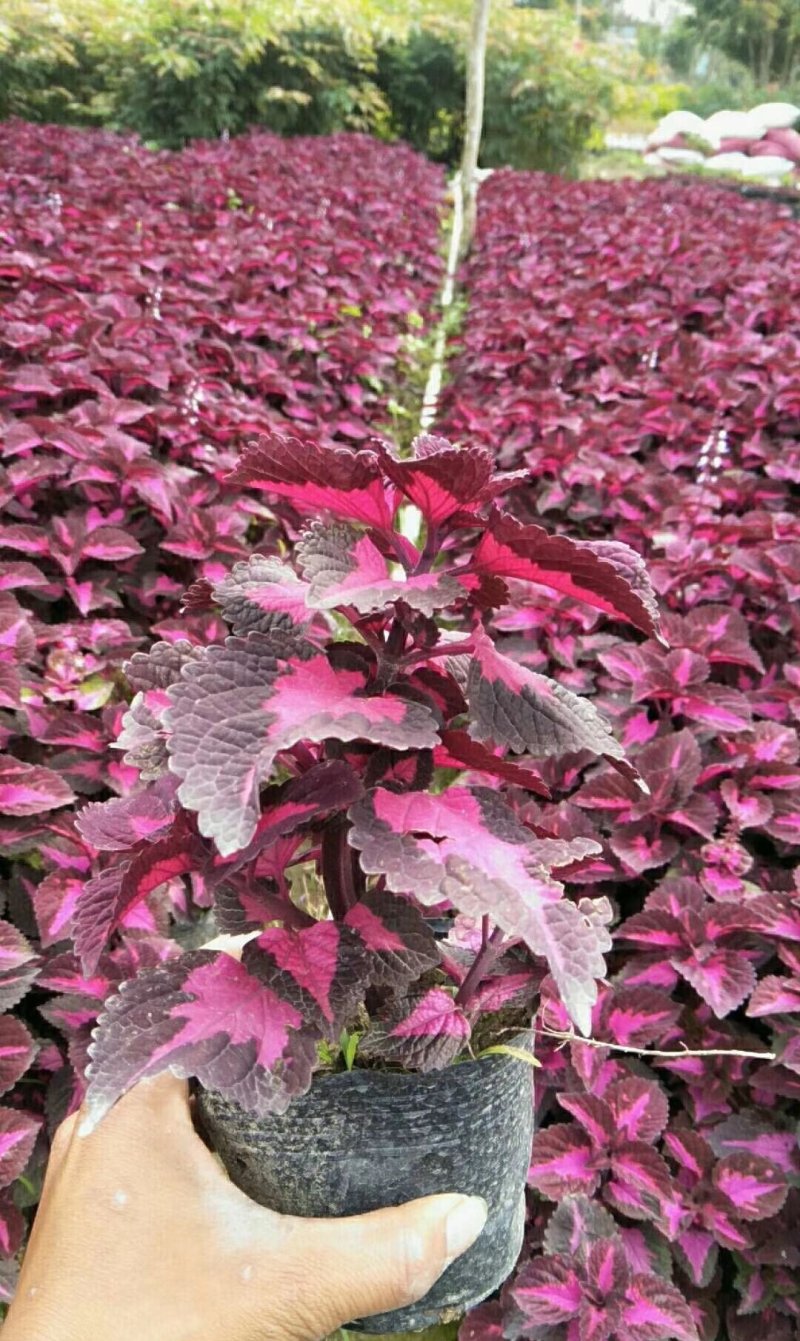 供应大量彩叶草