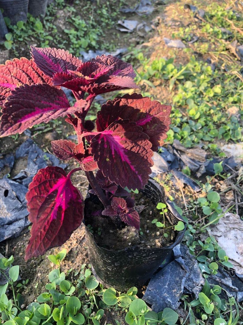 供应大量彩叶草