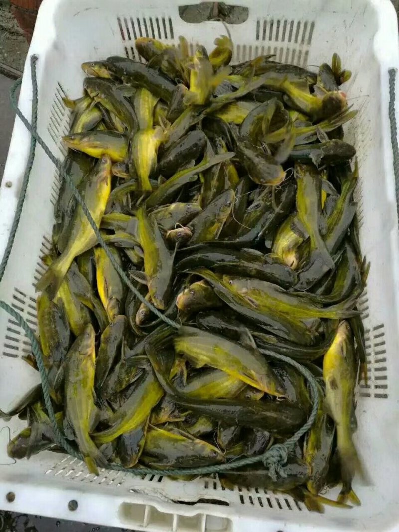 黄辣丁黄颡鱼黄骨鱼黄角丁淡水鱼苗养殖