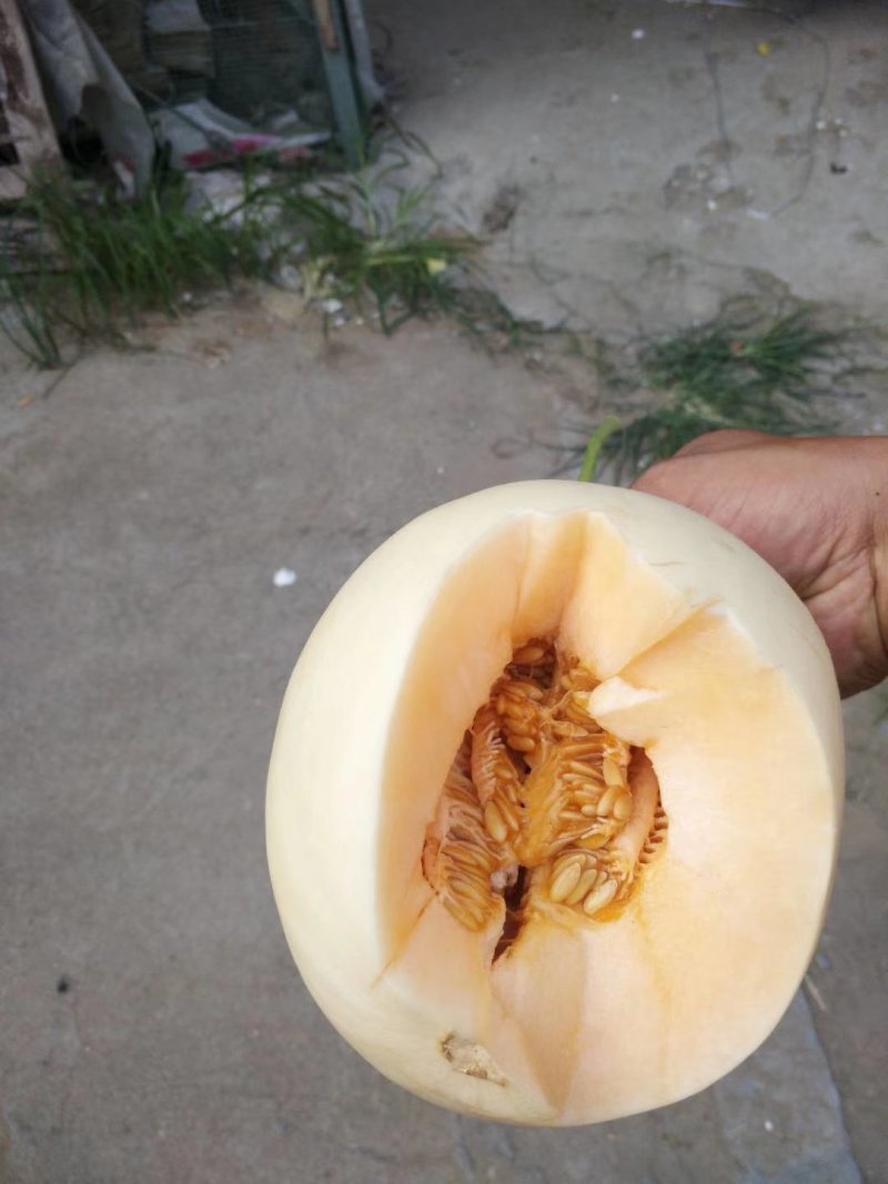 新鲜东方蜜甜瓜大量上市肉嫩味甜价格美丽产地直销