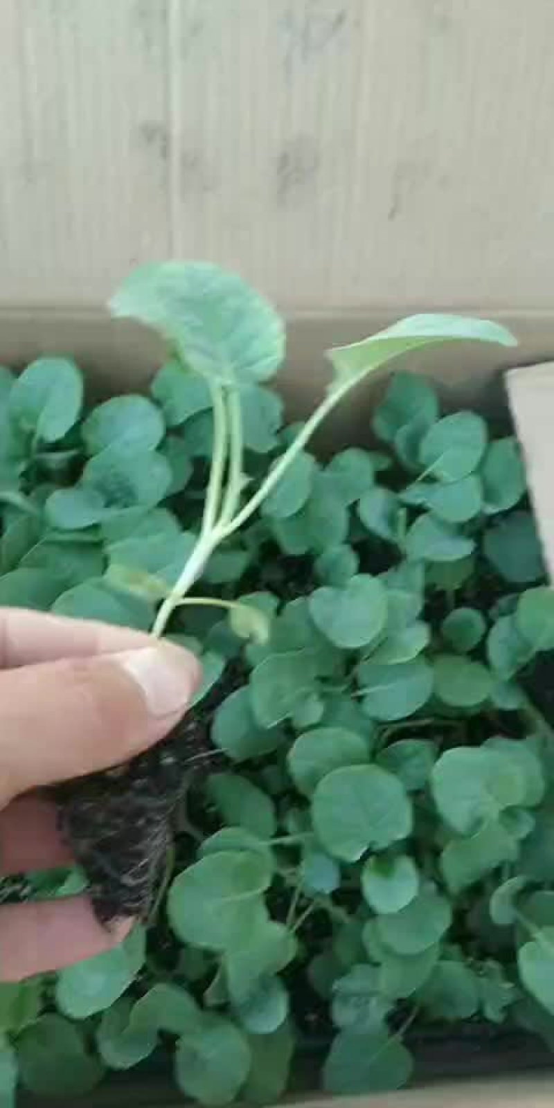 西兰花苗