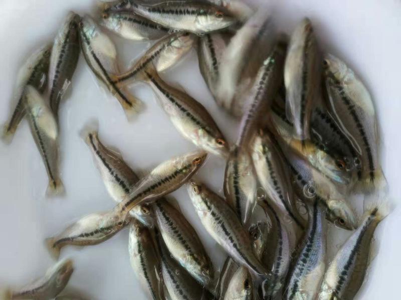 优质加州鲈鱼苗提供养殖技术售后服务跟踪全国发货送货